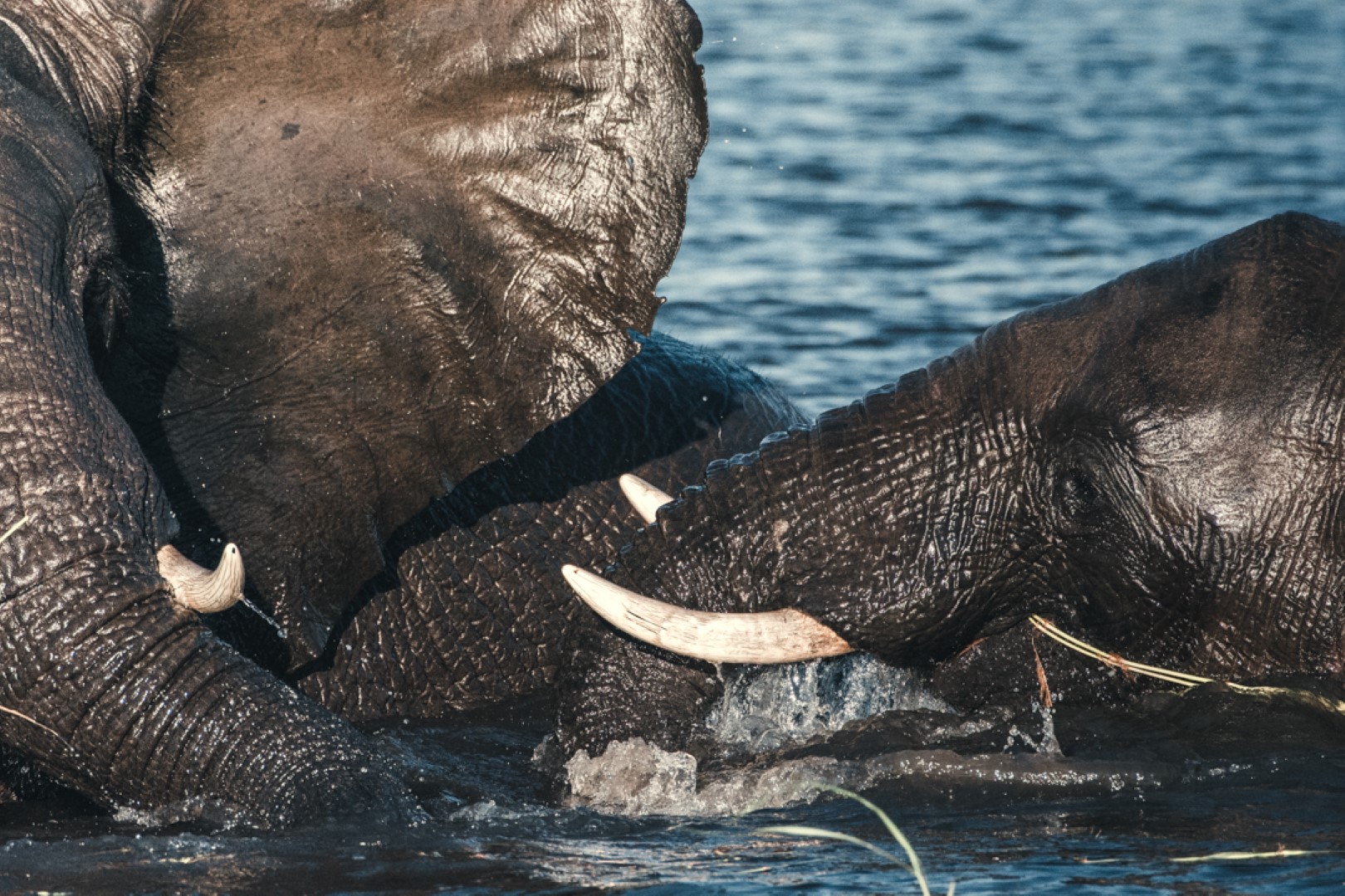 Chobe Safari Lodge - Image 13